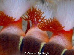 Hermodice carunculata
Fire worm by Cumhur Gedikoglu 